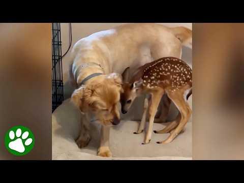 Orphaned Fawn Adopted By Golden Retriever #Video