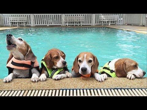 Funny And Cute Beagle Puppies Compilation Video #4 - Cutest Beagle Puppies