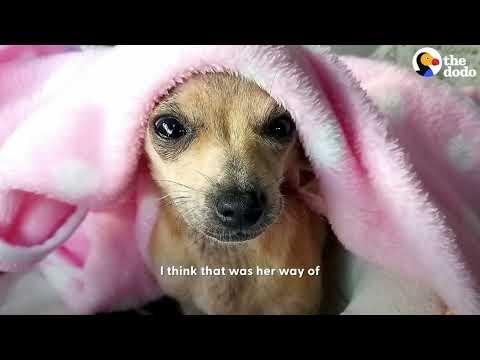 Someone Adorable Was Abandoned In This Doghouse
