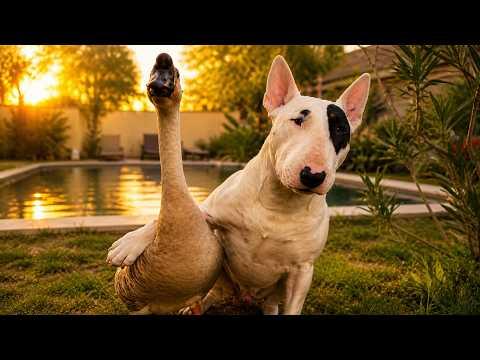 This Bull Terrier Chased a Goose... Then This Happened! Video#