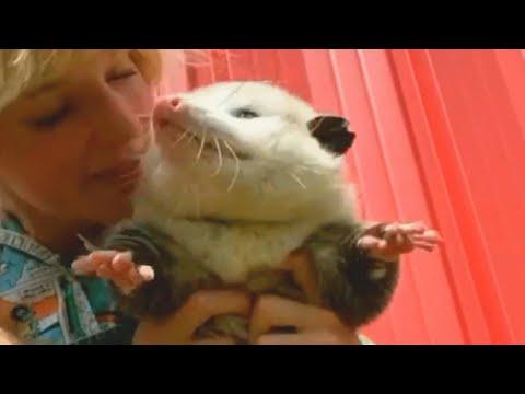 Rescued rat-sized opossum grows to be a fluff monster #Video