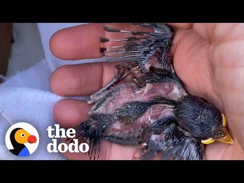 Injured Baby Bird Was In The Right Place At The Right Time #Video