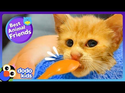 Kitten Falls Into Barrel Then Makes A GIANT Best Friend | Dodo Kids #Video