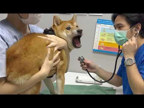 The most DRAMATIC Dogs Freaking Out at The Vet! #Video