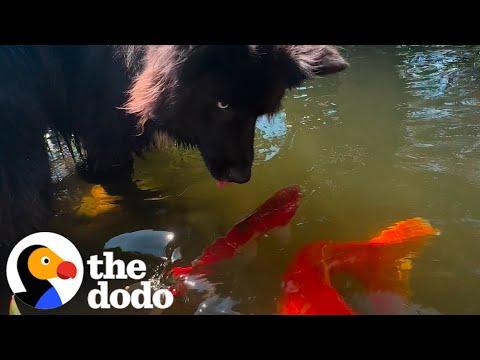 Dog Loves His Grandpa's Koi Pond #Video