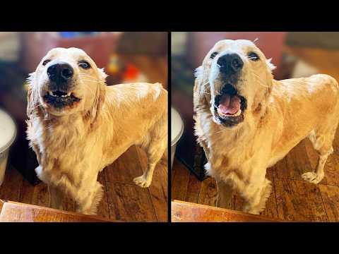 He Shouldn't Be This Good | Your Daily Dose of Pets #Video