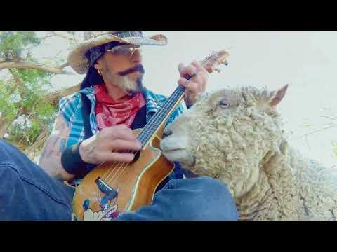 Sheep loving Cash #Video