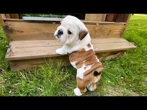 These Adorable Bulldog Can't Stop Being Way Too Dramatic #Video