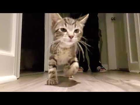 Kitten Stampede #Video