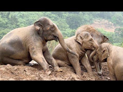 Babies Elephants Are Enjoying The Rainy Season And The Muddy Playtimes It Brings - ElephantNews #Vid