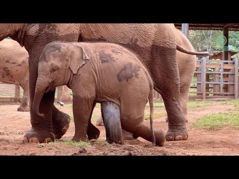 Adorable Playful Baby Elephant Jun - ElephantNews #Video