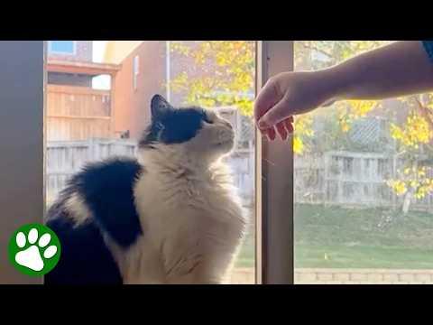 Stray Cat Refused To Be Touched – Now Begs for Pets #Video