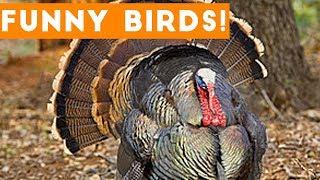Funny Turkey & Bird Videos Weekly Compilation 2017 | Funny Pet Videos