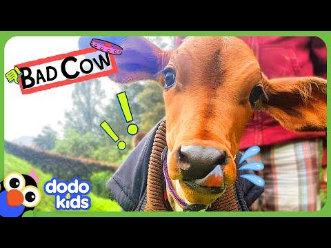 Naughty Cow Won't Stop Eating Garbage! #Video