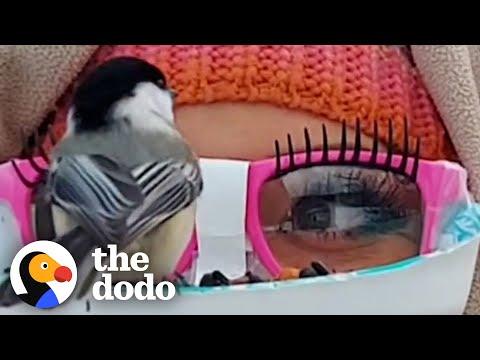 Woman Wants Every Backyard Bird To Land On Her Face #Video