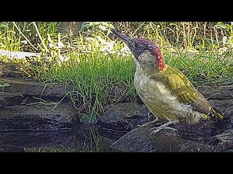 Green Woodpecker Is A New Visitor to My Wildlife Pond | Robert E Fuller #Video