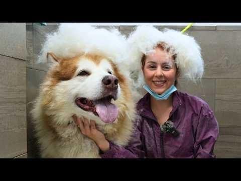 Senior Malamute’s Coat Explodes—Wait for the Ending #Video