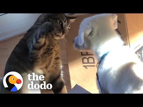 Cat Is NOT Happy About His New Puppy Brother  #Video
