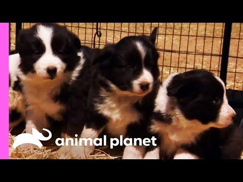 Baby Border Collies Start Learning To Herd Video
