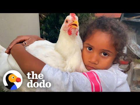 Rescue Chicken Shares A Bedroom With Her Human Sister #Video