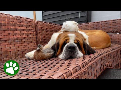 Farm Animals Climbing On St Bernard #Video