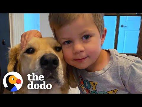 This Dog Is So Loyal, He Checks Up On Toddler Every Night #Video