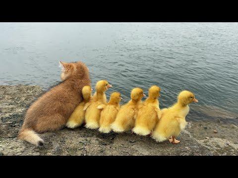 Kitten Lures Babby Ducks To River #Video