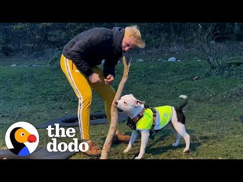 Pittie Is Obsessed With His Wild And Crazy Uncle #Video