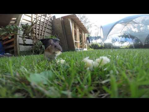 GoPro Mouse, Feeding On Some Cheese