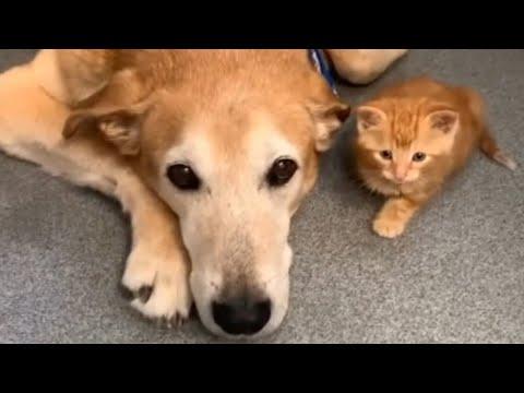 Male dog's amazing reaction to kitten #Video