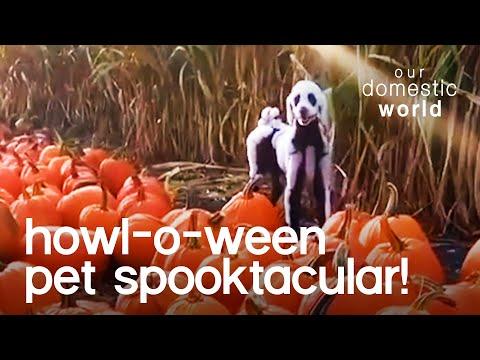 Howl-O-Ween Pet Spooktacular Video | Our Domestic World