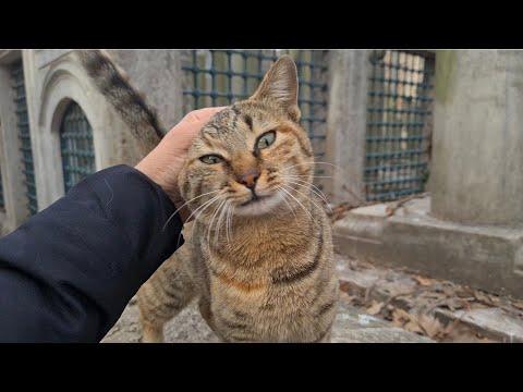 Unbelievably Cute Stray Cat is so Hungry #Video