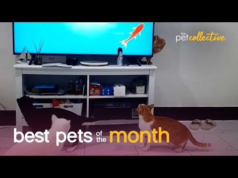 Best Pets of the Month (May 2021) #Video