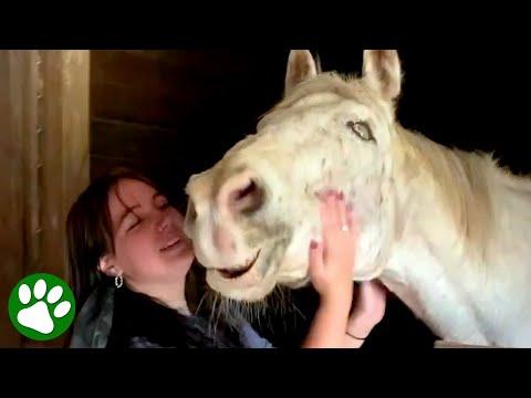 Old blind horse learns to live again #Video