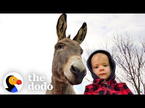 Donkey Can't Stop Following His New Human Brother Around #Video