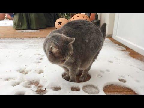 Cats Facing Snow For the FIRST TIME! Best CAT VIDEOS 2024 #Video