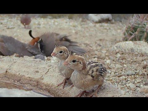 Morning time for 2 families of Baby Quail. #Video