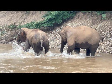 Nongpeng and Payom have a great time at ENP - ElephantNews #Video