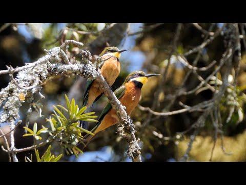 Cinnamon-chested Bee-eaters in Kenya #Video