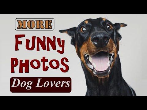 More Funny Photos For Dog Lovers #Video