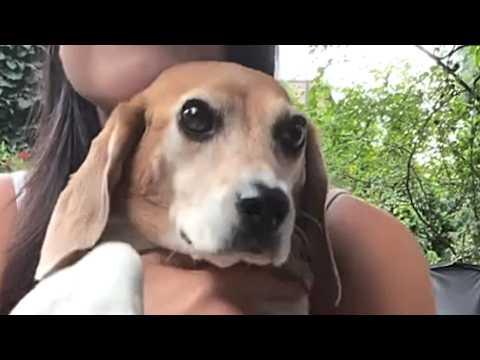 Lab beagle touches grass for first time #Video