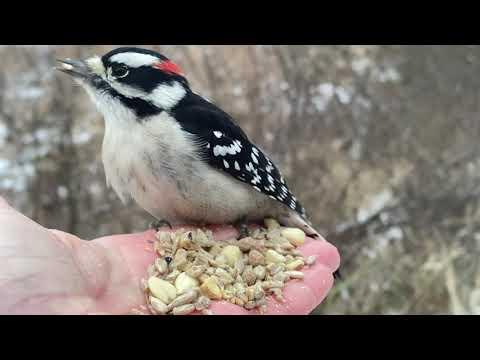 Hand-feeding Birds in Slow Mo - Downy Woodpeckers #Video