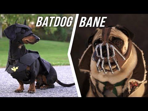 Ep #6: BATDOG vs. BANE - (Cute Dachshund & Pug in Funny Dog Video)