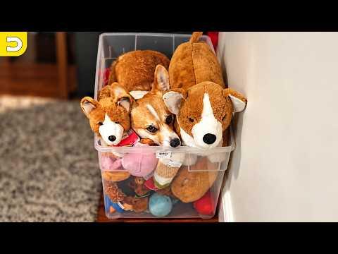 She's a Hide and Seek Champion | YOUR Daily Dose of Pets #Video