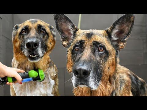 German Shepherd Meets Water. Chaos Ensues #Video