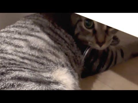 Guy brings home a shy cat, then on 89th day... #Video