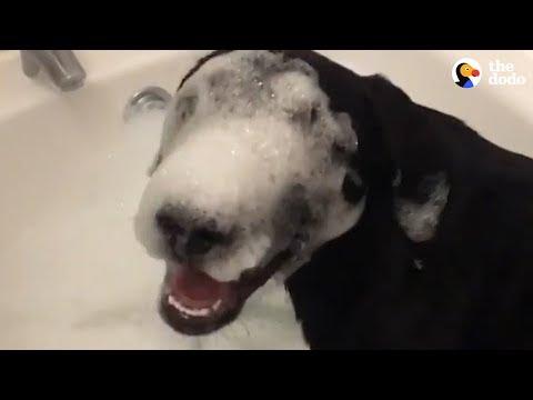 These Dogs Taking Baths Are A Dream