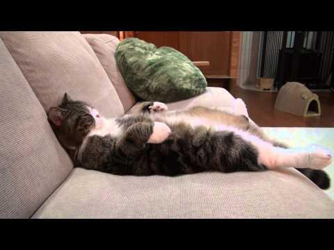 Maru The Cat Sleeps On The Sofa