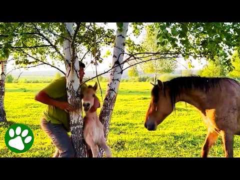 Desperate Mother Horse Leads Farmer to Her Crying Foal! #Video