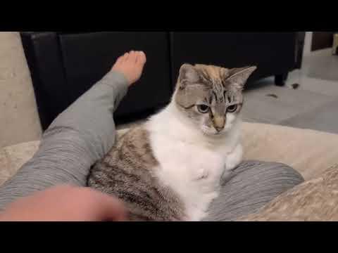 Cat logic: I sit on you, but you cannot pet me #Video